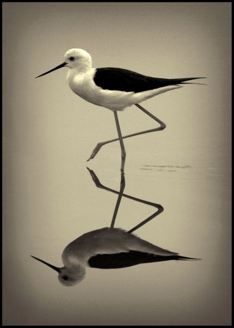 02   Black winged stilt   David Barrie (Large)