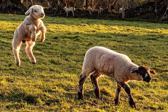 Jumping for joy in the evening sunshine