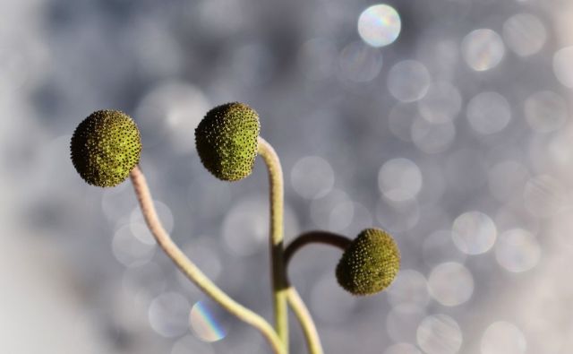 03   John Sullivan   Seed heads