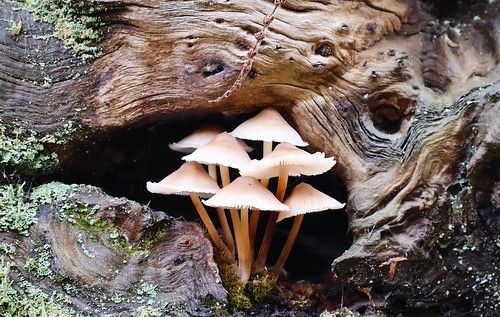 1st   Dave White   Tree recycling