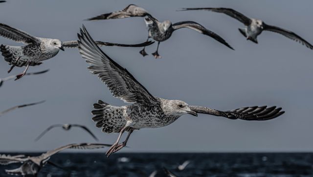 Birdfs Concarneau