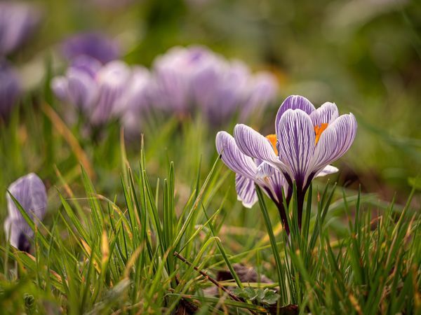 Crocus