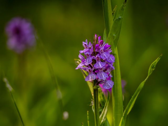 Orchid (Large)