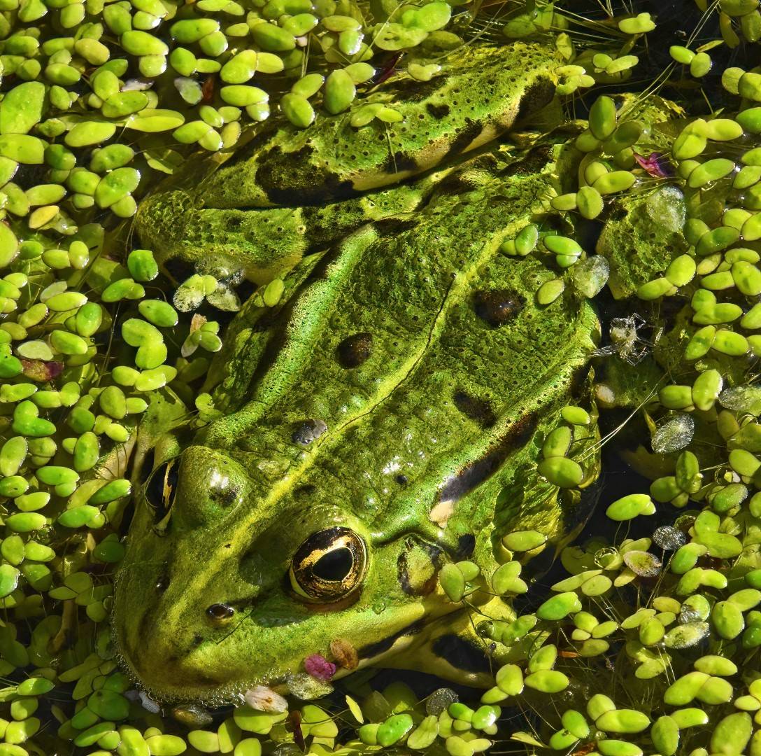 3 (Large)